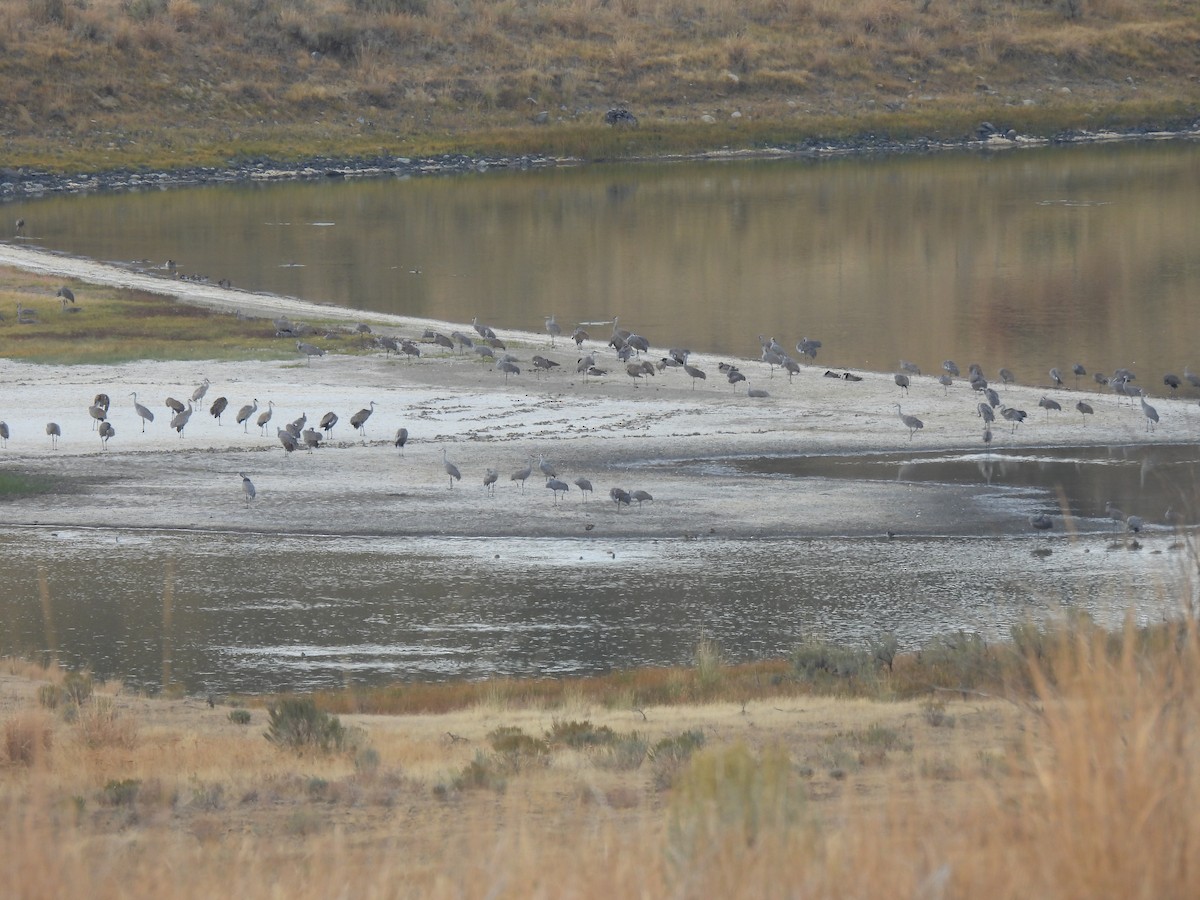 沙丘鶴 - ML643135212