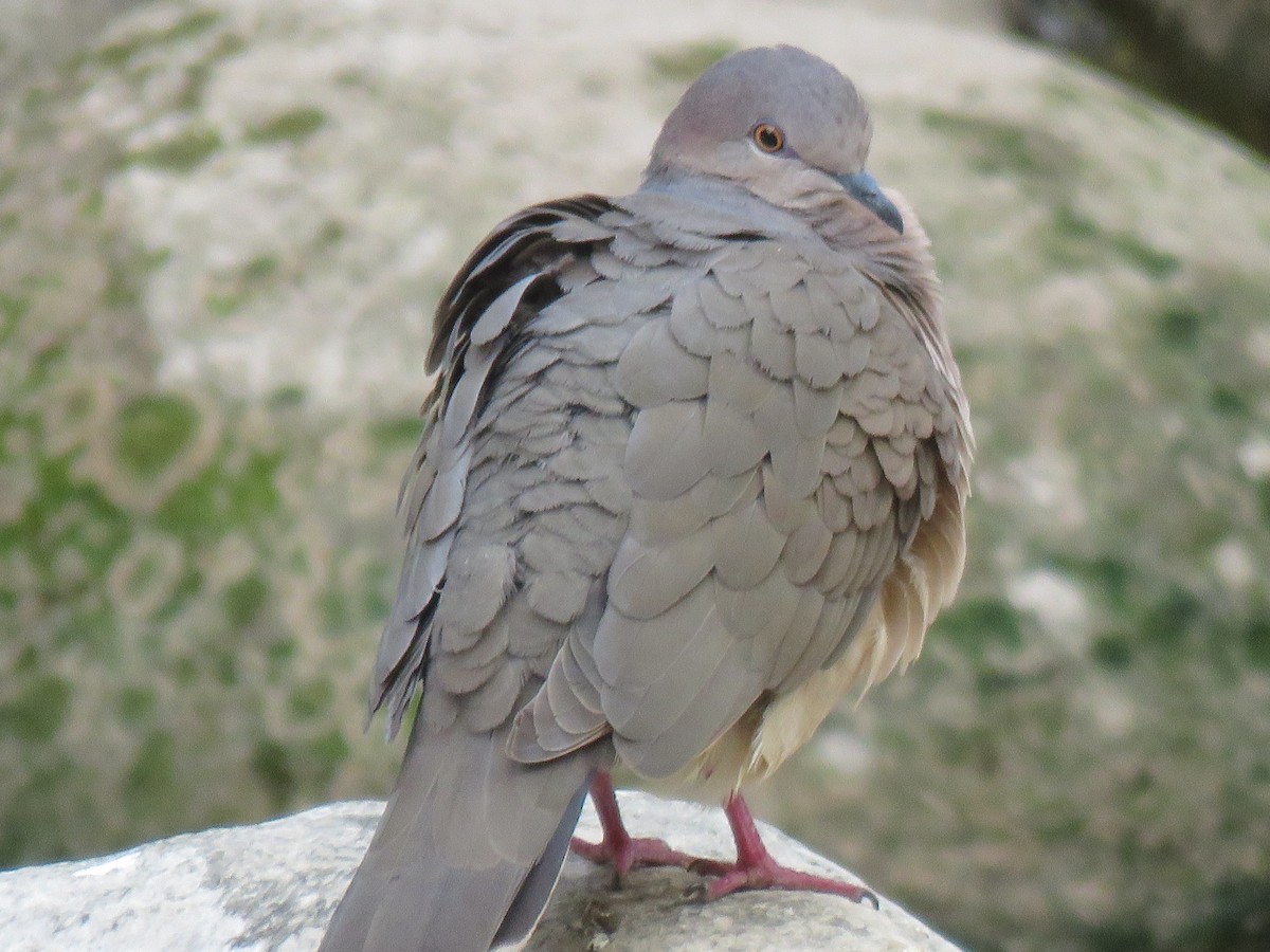 White-tipped Dove - ML643135213