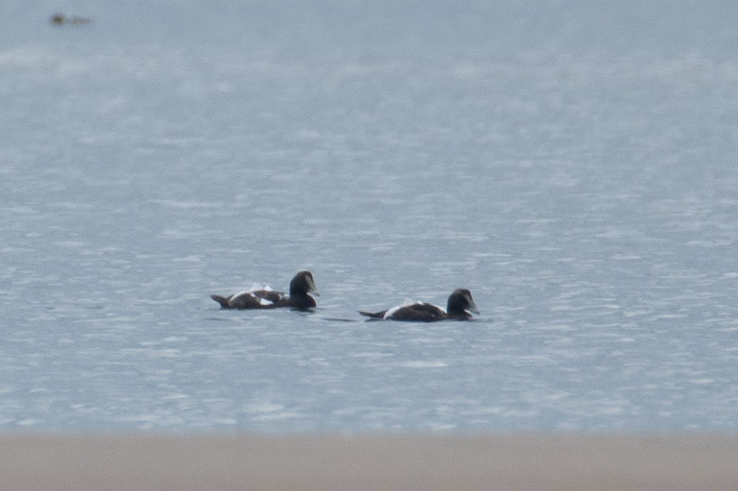 Common Eider - ML643135216