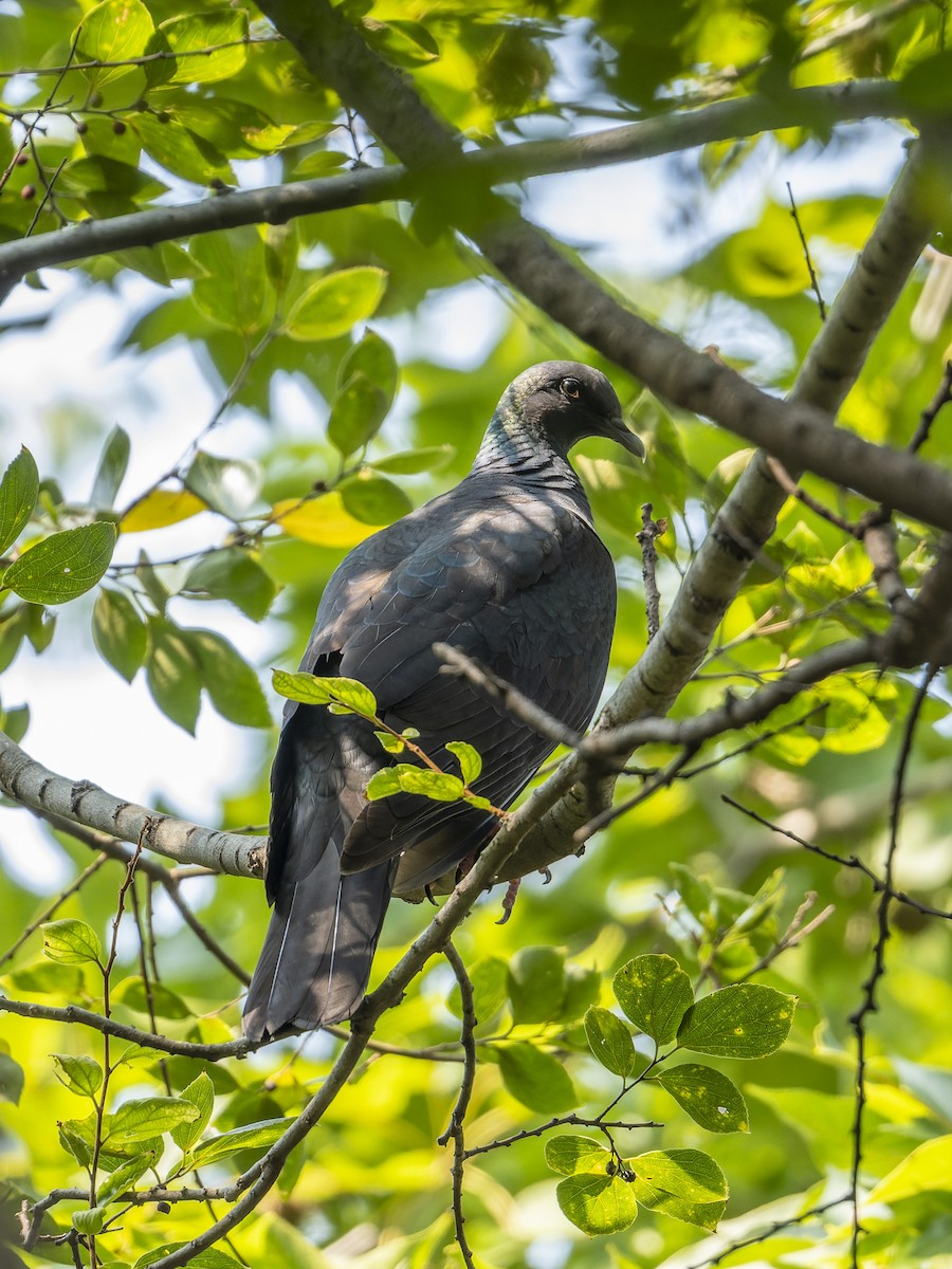 Black Wood-Pigeon - ML643135234