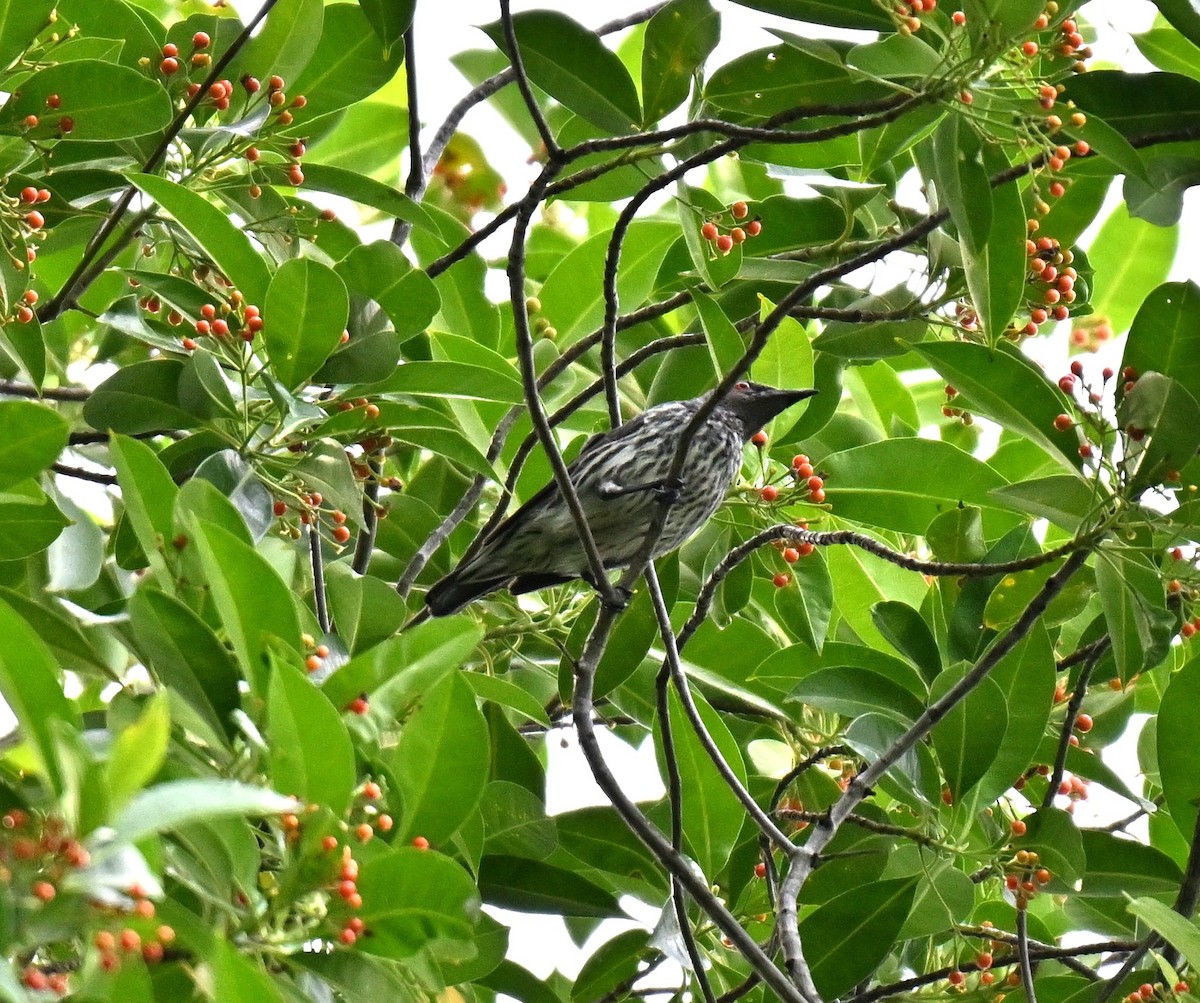 Asian Glossy Starling - ML643135235