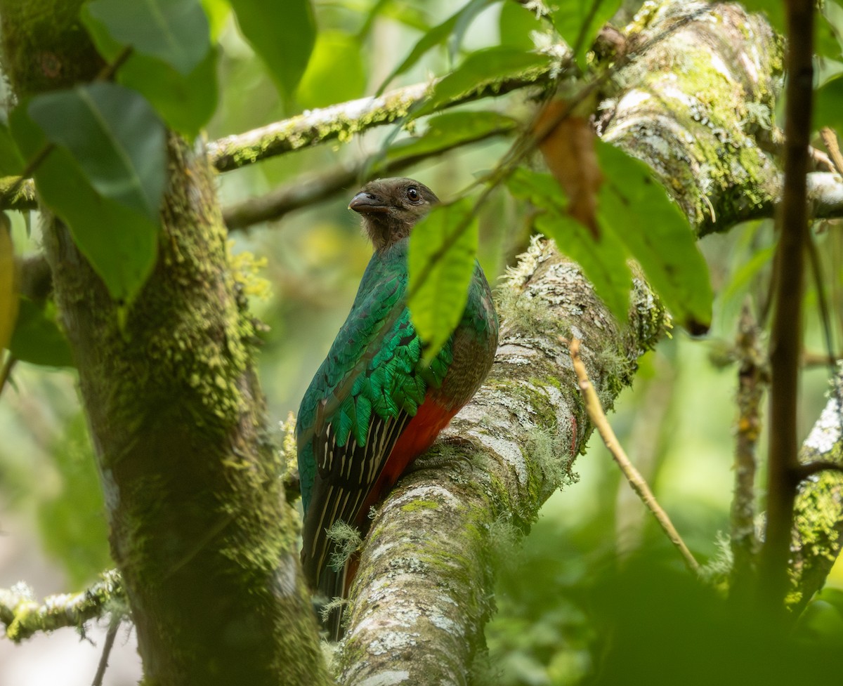 Golden-headed Quetzal - ML643135243