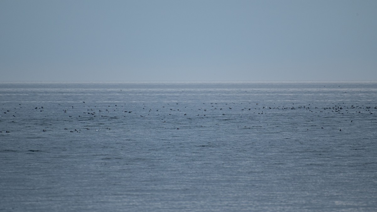 Common Eider - ML643135246