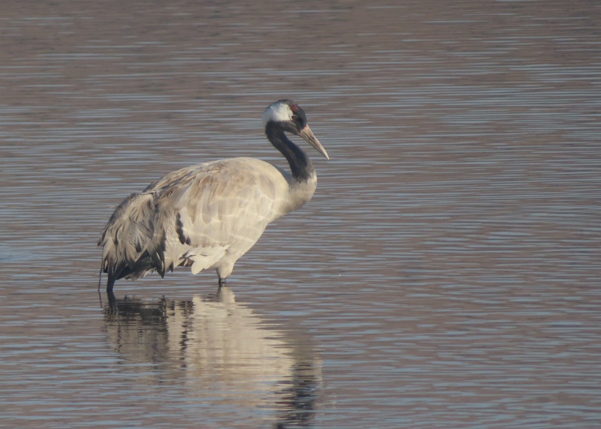 Common Crane - ML643135250
