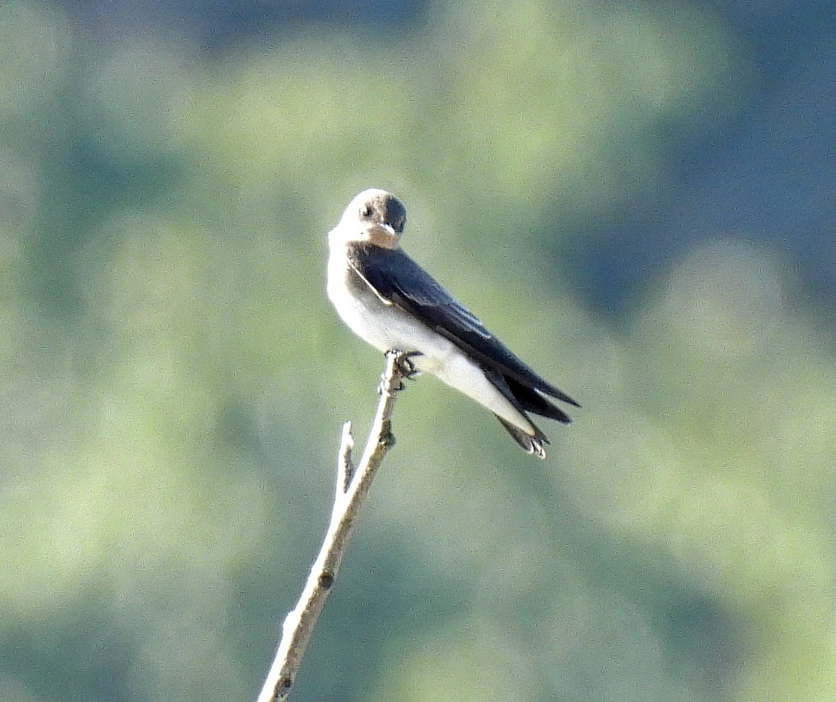 Northern Rough-winged Swallow - ML643135266