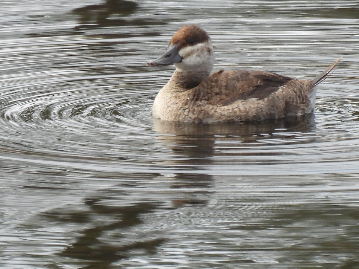 Ruddy Duck - ML643135268