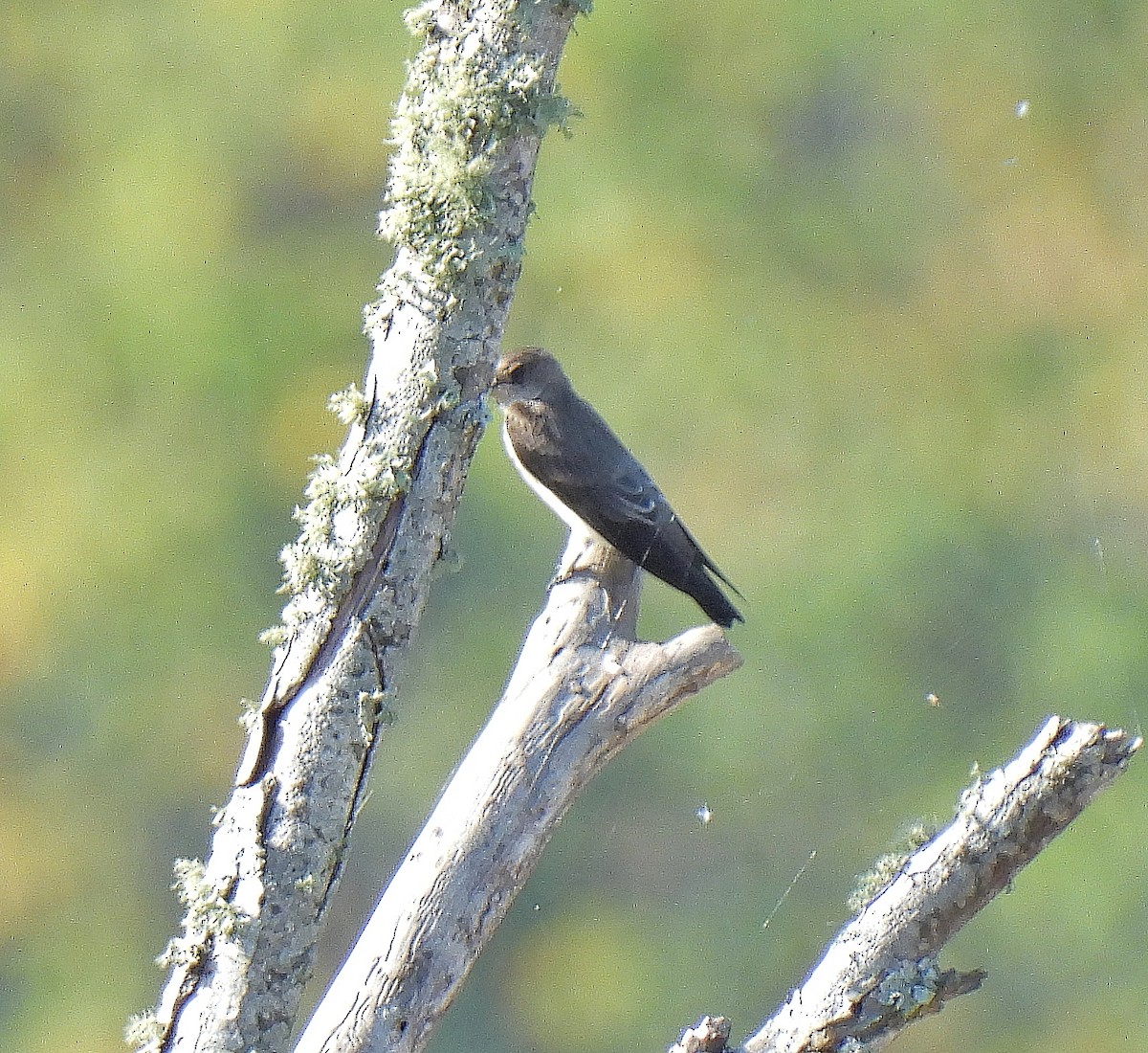 Northern Rough-winged Swallow - ML643135271