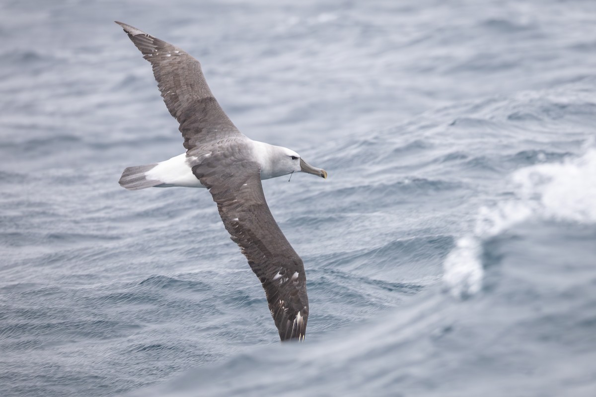 White-capped Albatross (steadi) - ML643135277