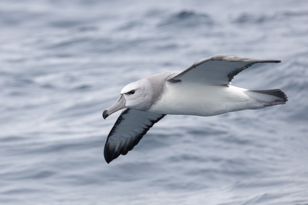 White-capped Albatross (steadi) - ML643135283