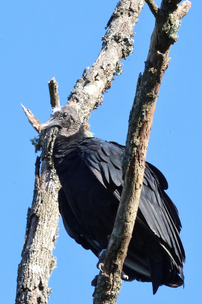 Black Vulture - ML643135284