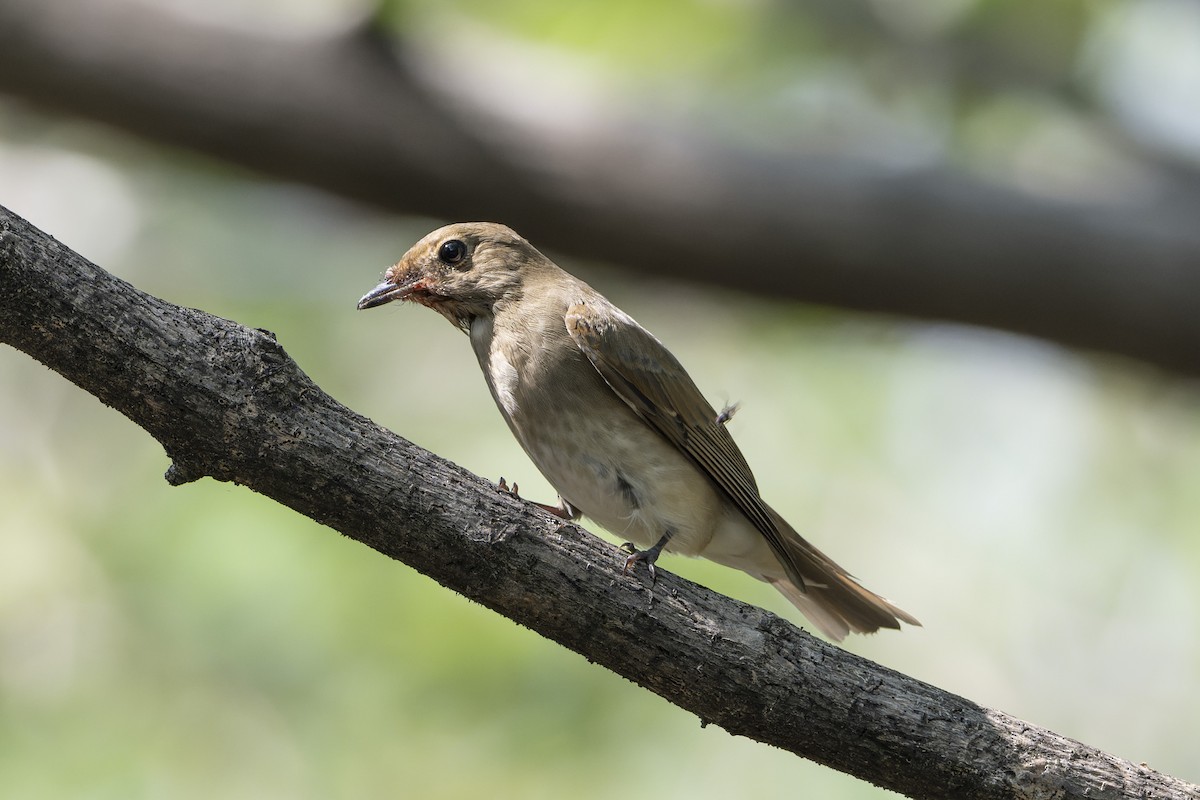 Blue-and-white Flycatcher - ML643135285