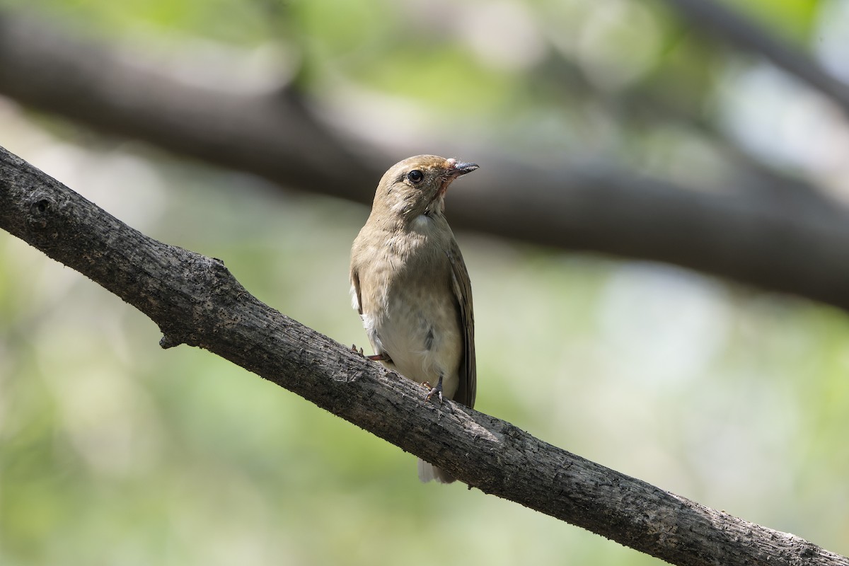 Blue-and-white Flycatcher - ML643135286