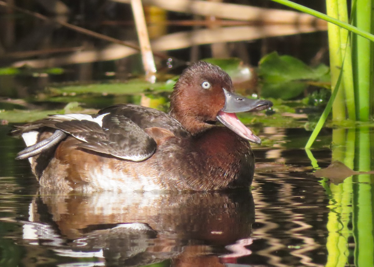 Ундар шумбуур - ML643135287