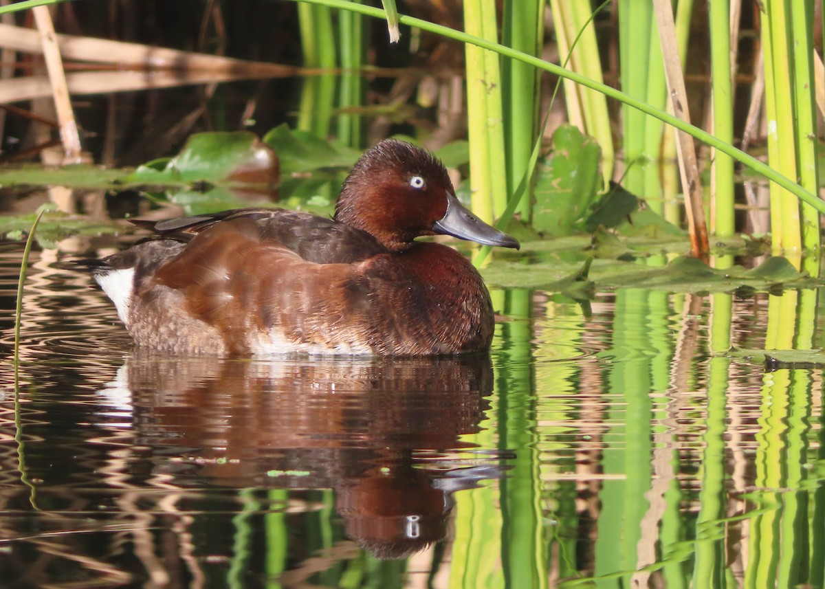 Ундар шумбуур - ML643135289