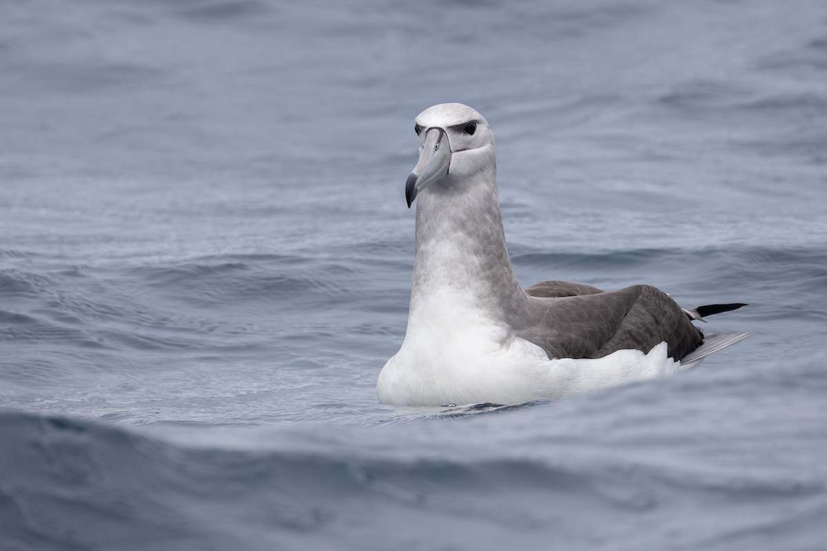 White-capped Albatross (steadi) - ML643135293