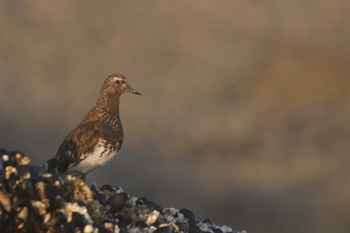 Black Turnstone - ML643135298