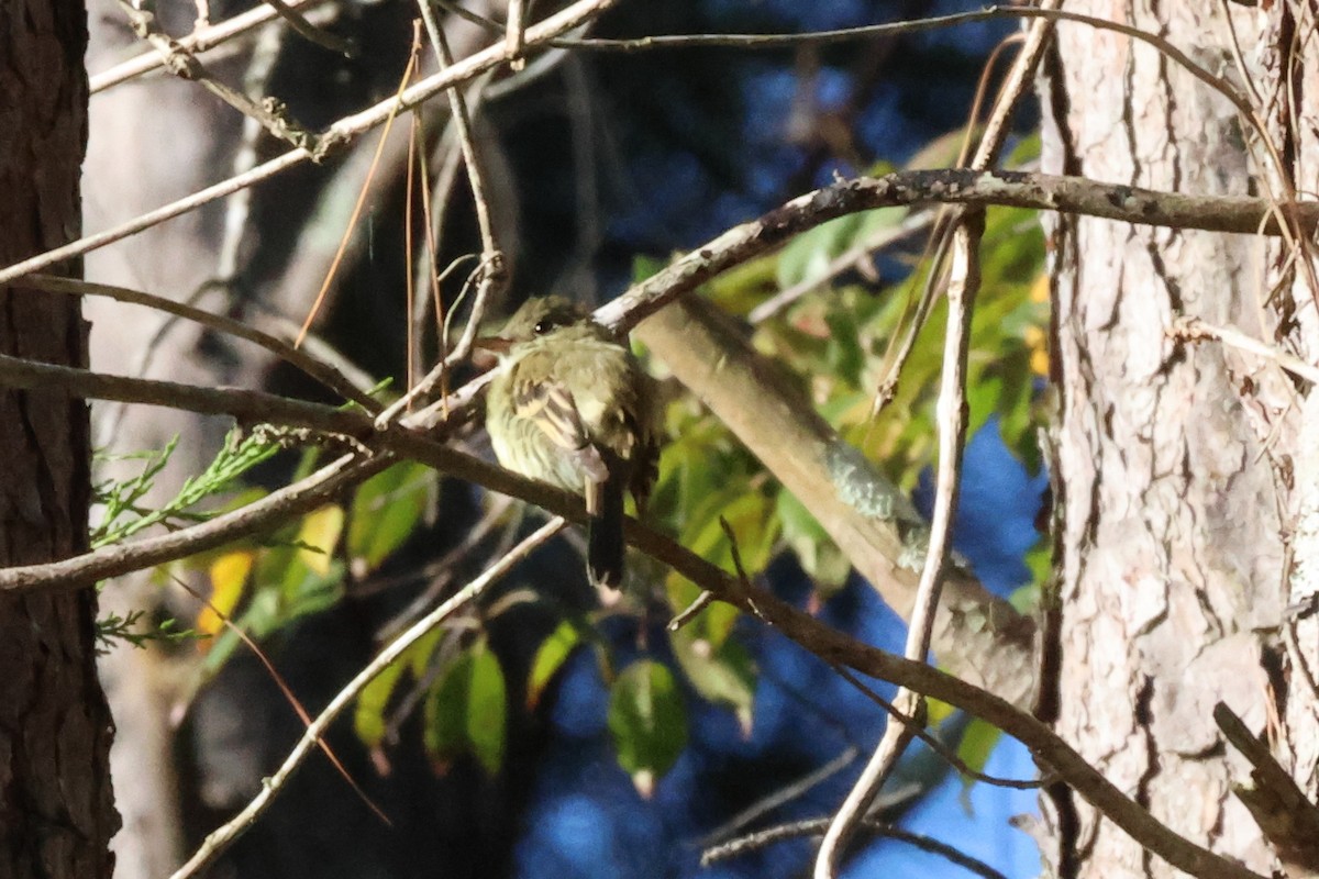 Eastern Wood-Pewee - ML643135300