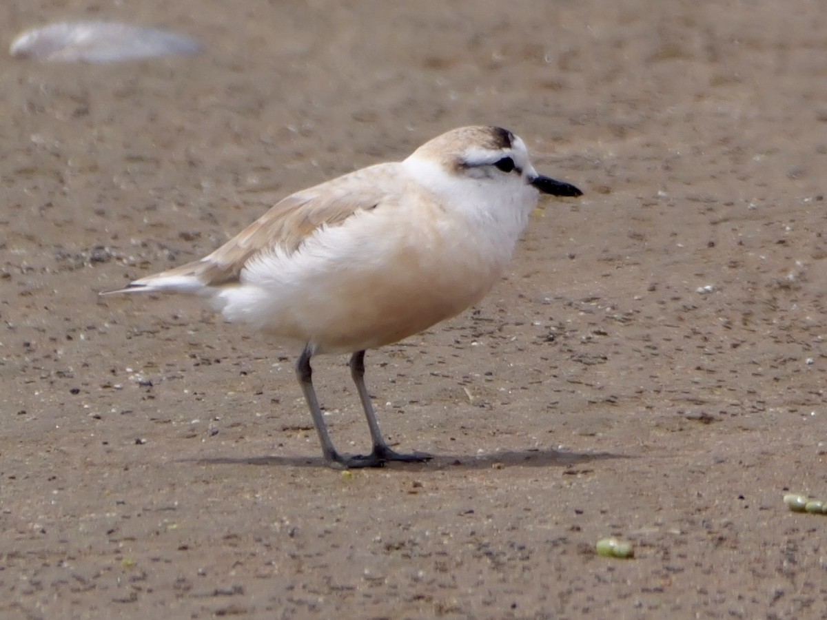 White-fronted Plover - ML643135302