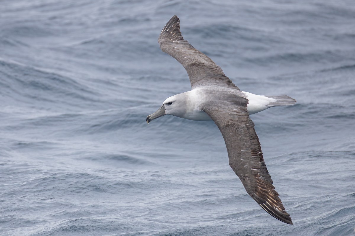White-capped Albatross (steadi) - ML643135303