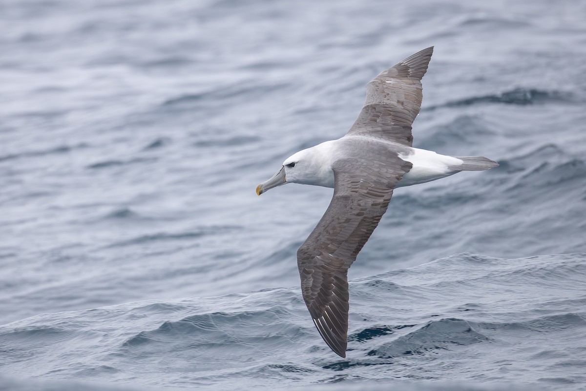 White-capped Albatross (steadi) - ML643135305