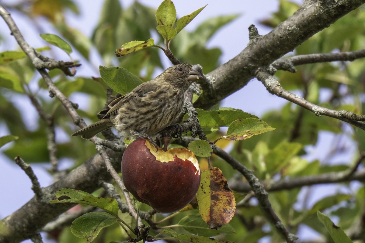 House Finch - ML643135306