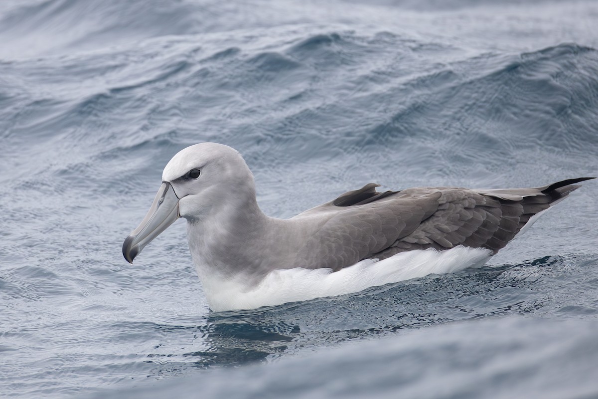 White-capped Albatross (steadi) - ML643135309