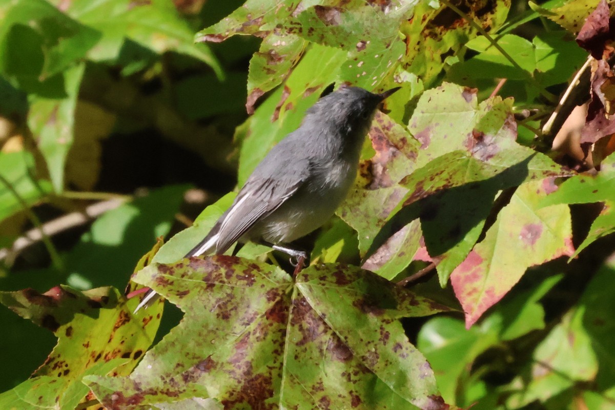 Blue-gray Gnatcatcher - ML643135310