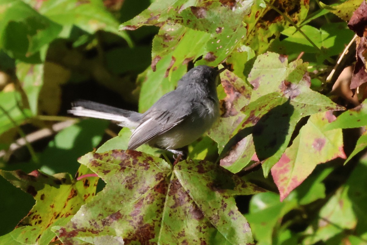 Blue-gray Gnatcatcher - ML643135311
