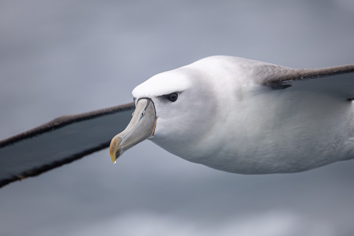 White-capped Albatross (steadi) - ML643135314