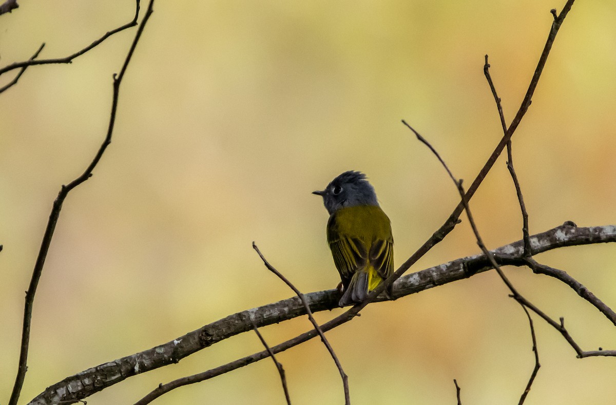 Gray-headed Canary-Flycatcher - ML643135316