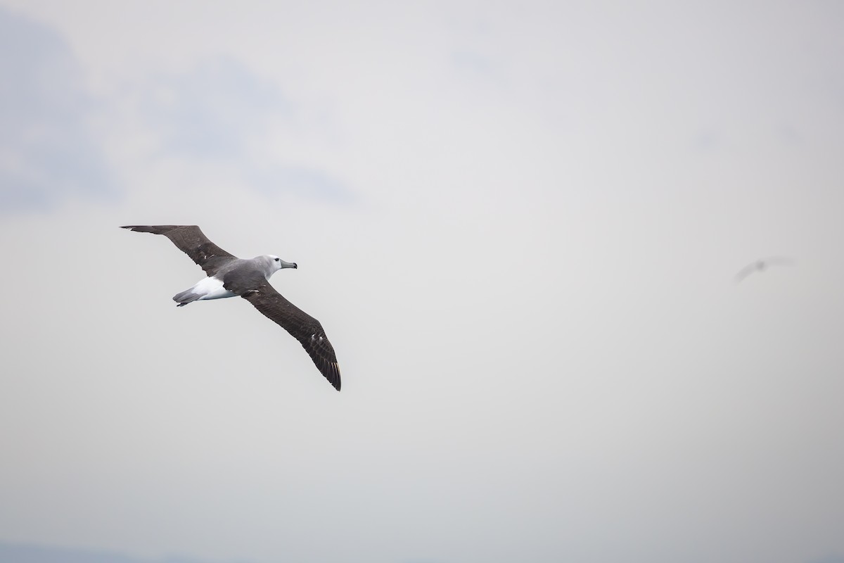 White-capped Albatross (steadi) - ML643135319