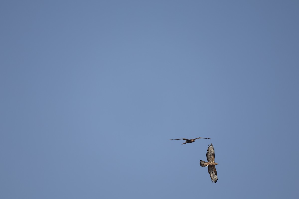 European Honey-buzzard - ML643135330
