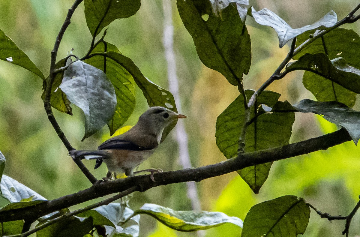 Blue-winged Minla - ML643135332