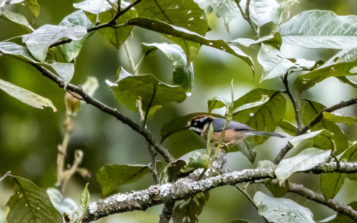 Black-throated Tit - ML643135333