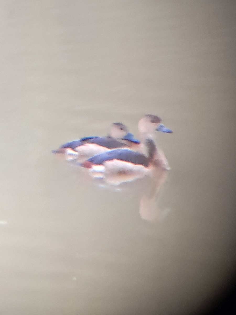 Dendrocygne siffleur - ML643135349