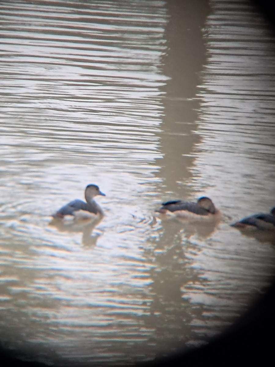 Dendrocygne siffleur - ML643135350