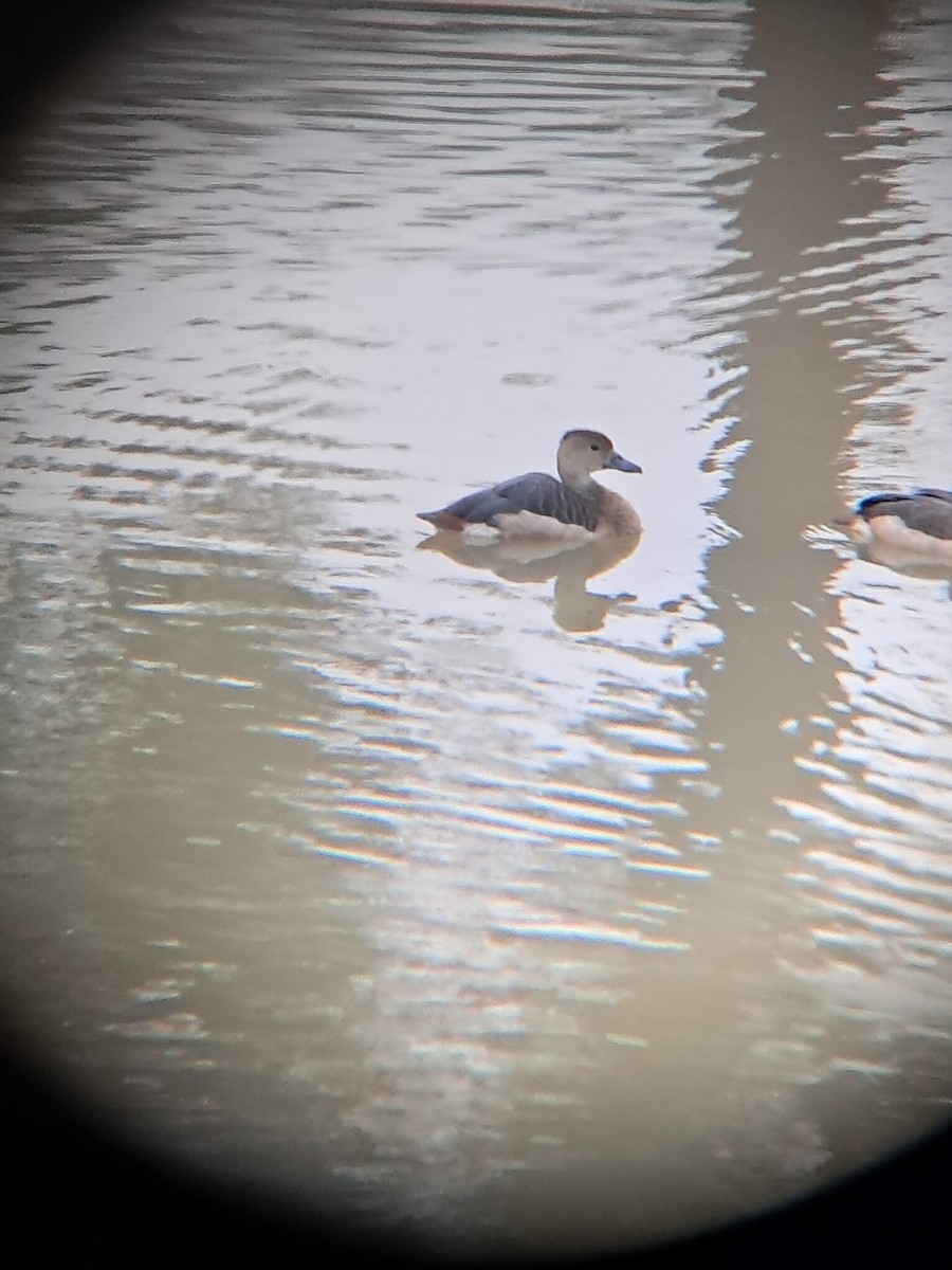 Dendrocygne siffleur - ML643135351