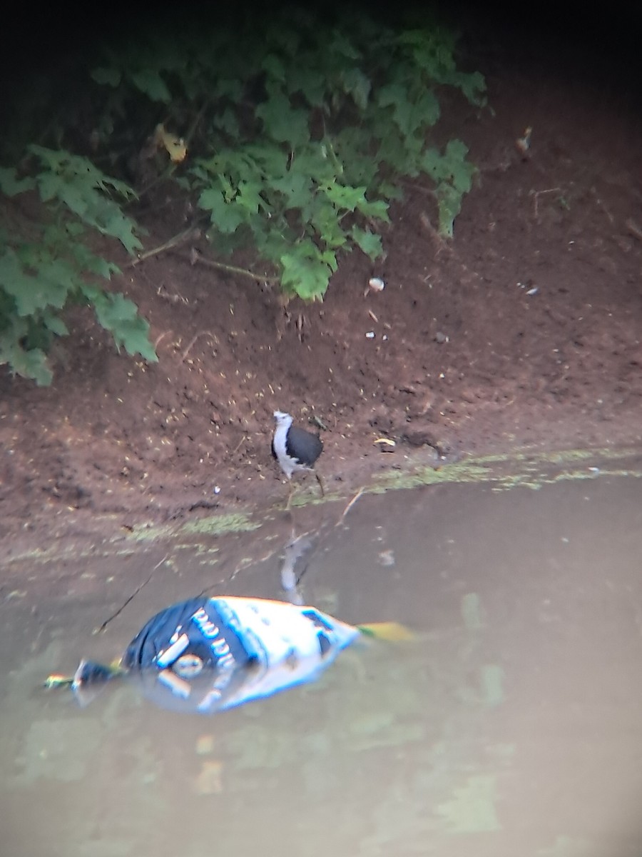 Râle à poitrine blanche - ML643135378