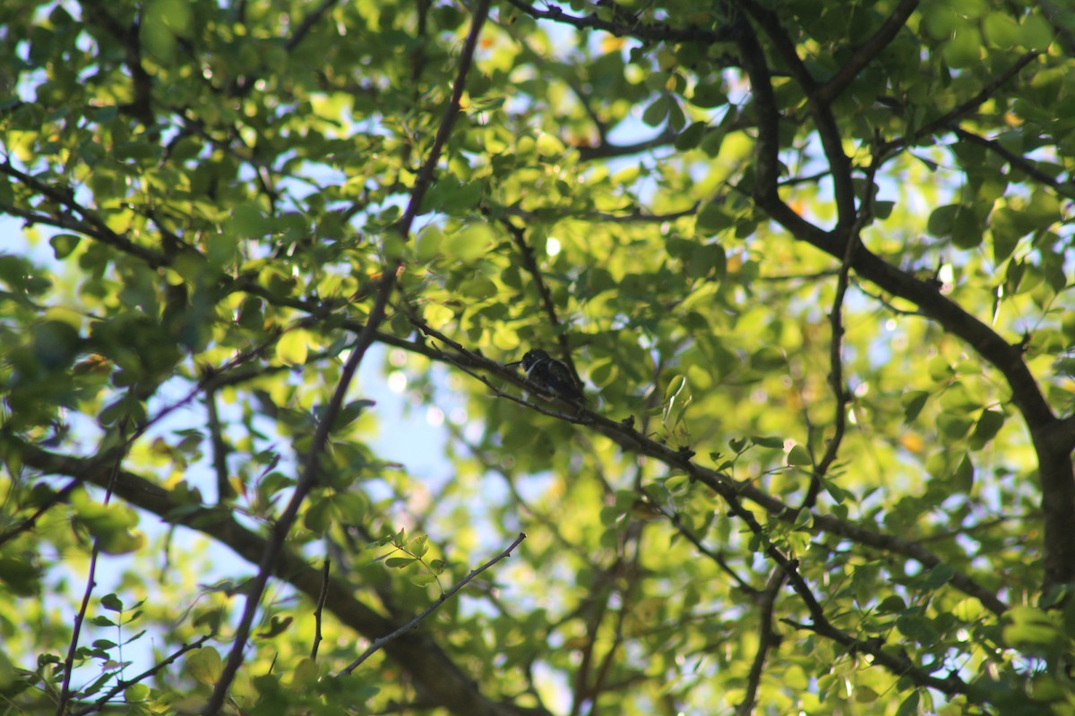 bahamaskolibri - ML643135381