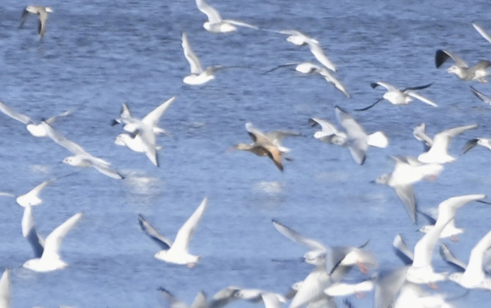 Marbled Godwit - ML643135384