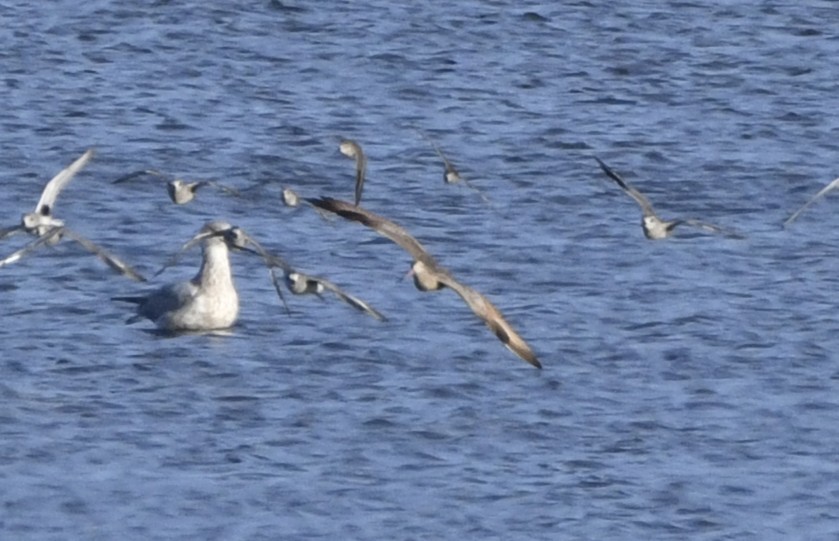 Marbled Godwit - ML643135385