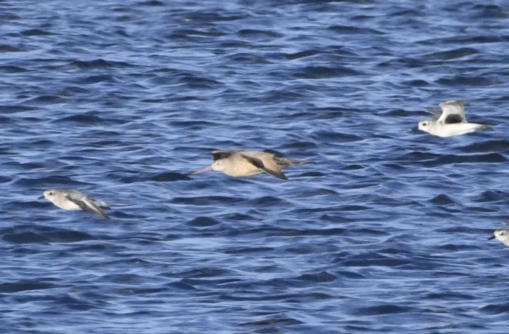 Marbled Godwit - ML643135386