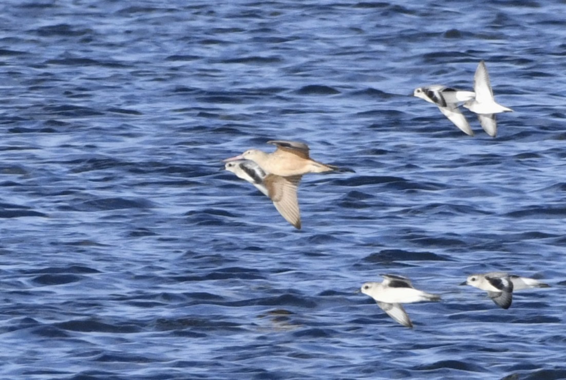 Marbled Godwit - ML643135388