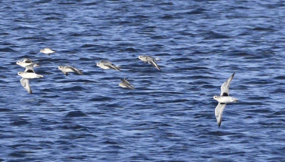 Black-bellied Plover - ML643135389