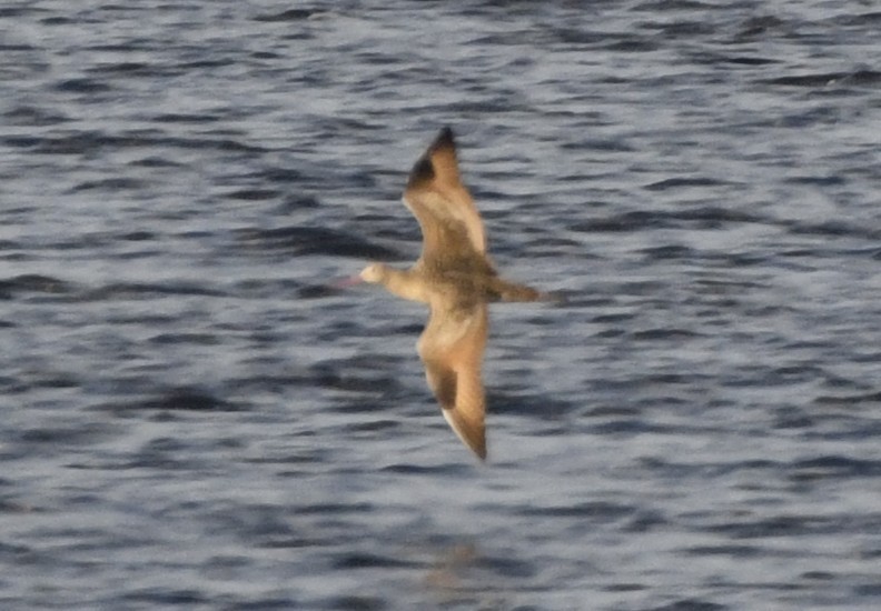 Marbled Godwit - ML643135391
