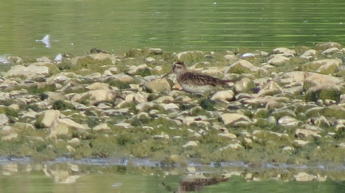 Broad-billed Sandpiper - ML643135393