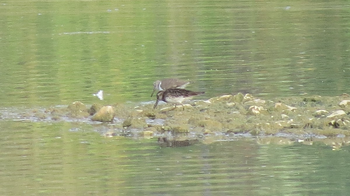 Broad-billed Sandpiper - ML643135398