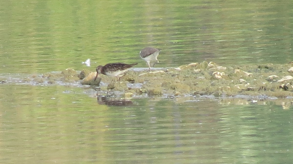 Broad-billed Sandpiper - ML643135399