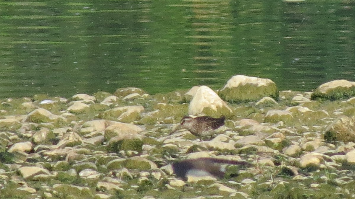 Broad-billed Sandpiper - ML643135400