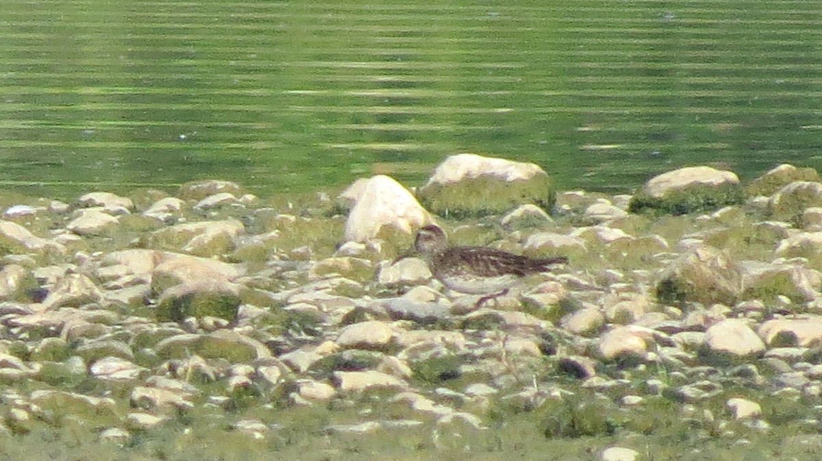 Broad-billed Sandpiper - ML643135401